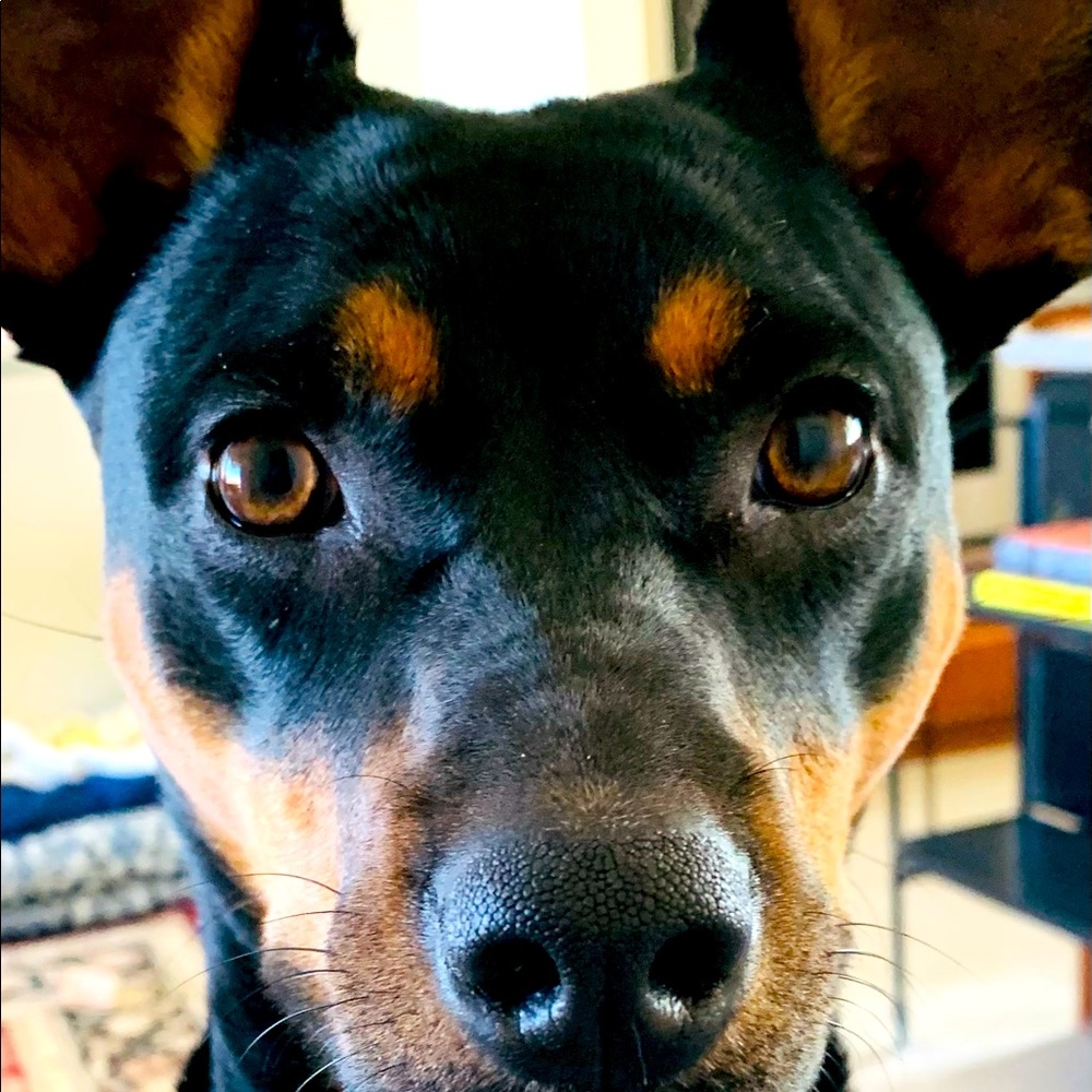 Rescue pup💖